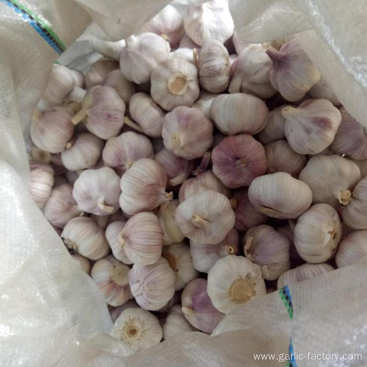 High Quality Bulk Garlic Hot Sales