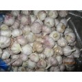 2019 Fresh Garlic Normal