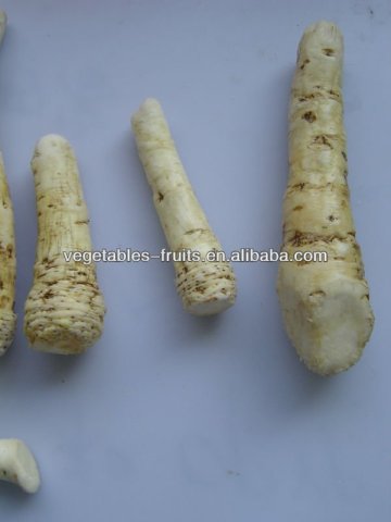 fresh horseradish 2013 crop