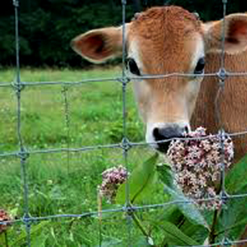 Cattle Fencing Panel/Animal Fence/Deer Fence