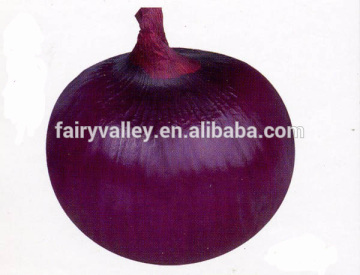 F1 Hybrid Onion seeds for sale