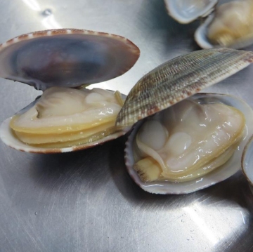 Vacuum Clam Cleaning Solutions