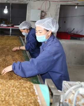 High Protein Freeze Dried Mealwormd Feed