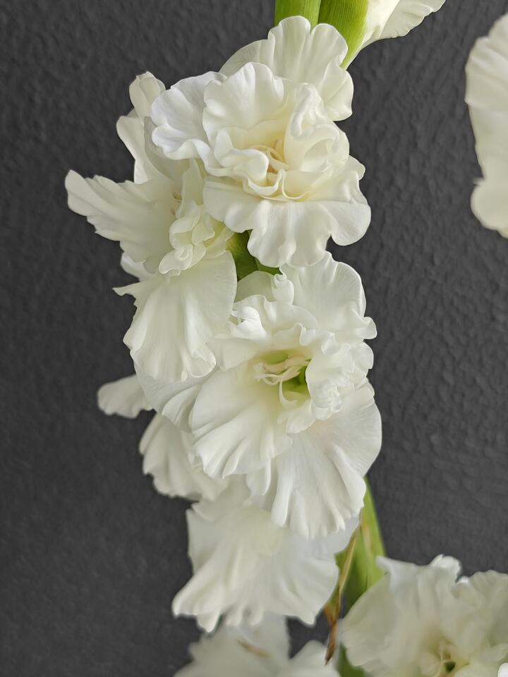 গ্ল্যাডিওলাস ক্রিস্টাল ক্যান্ডি Gladiolus Crystal Candy