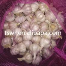 liliaceous vegetables normal white or pure white fresh garlic