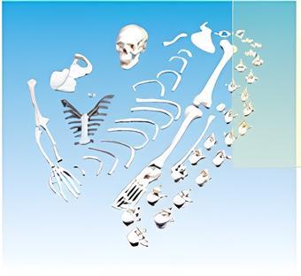 Unassembled half human skeletal model (bagged)