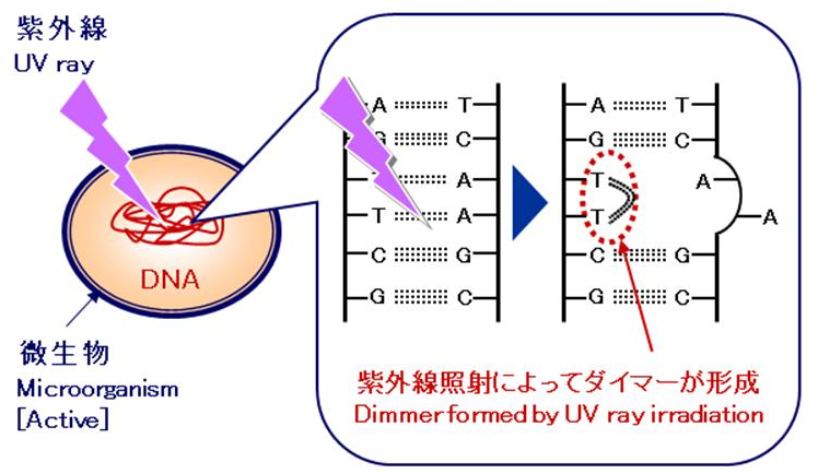 Esterilizador UV Uv Sterilizer