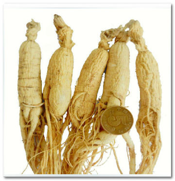 Fresh Ginseng Root