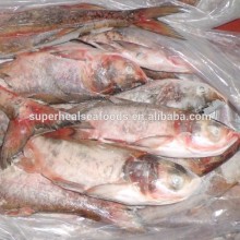 New Arrival Frozen Silver Carp 500-1000g