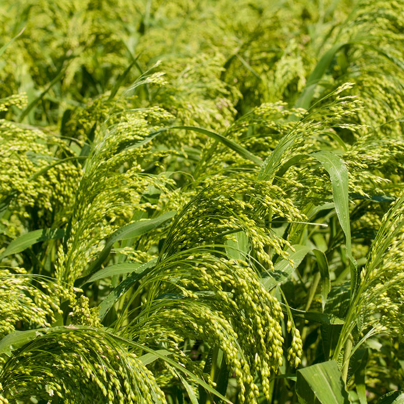 Millet vert Green Millet