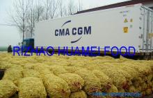 2017 new crops fresh horseradish roots