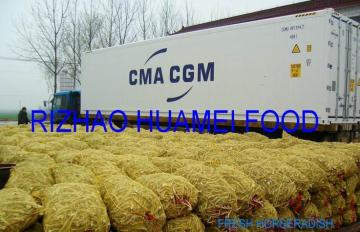 2017 new crops fresh horseradish roots