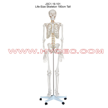 Life-Size Skeleton 180cm Tall-J3C1.19.101