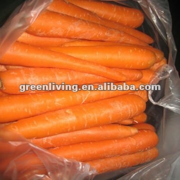 red carrot