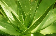 100% Nature Aloe Vera Extract
