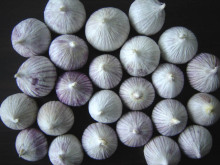 Single Clove Garlic Grown in Organic Soil