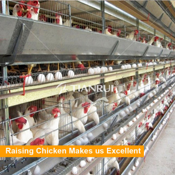 Raising egg laying chickens used poultry battery cages sale in philippines