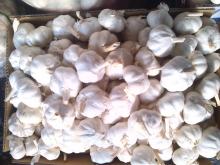 fresh snow/extra white garli