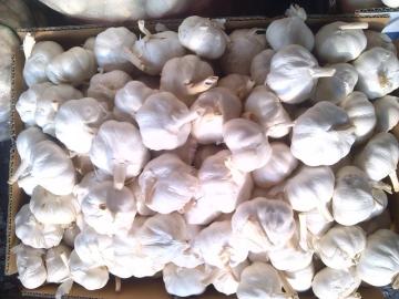 fresh snow/extra white garli