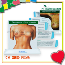 Breast Anatomic Education Model with Pull out Cards (PH6110)