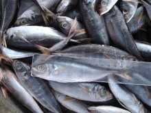 Land Frozen Horse Mackerel Fish Trachurus Japonicus