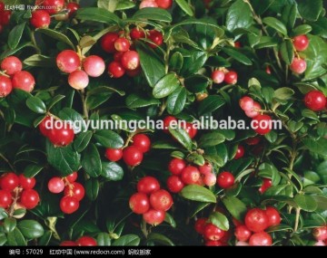 Superior Quality Rose Hip Extract rose petals extract