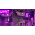 Phlizon 2000watt LED Grow Light Work para plantas