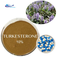 High quality natural turkesterone extract ajuga