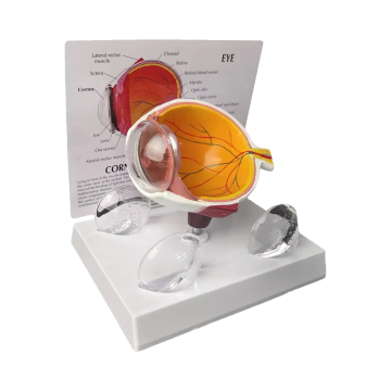 Human Eye Model Cornea Eyeball Anatomy Teaching Prop YJM01