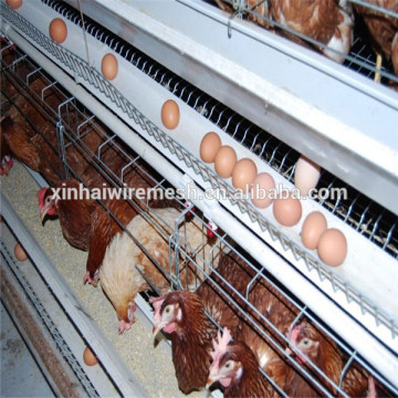 south africa distributor agricultural equipment/poultry farming in nigeria/poultry equipment price