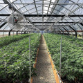 Agriculture Blackout Light Deprivation Greenhouse Fully Automated