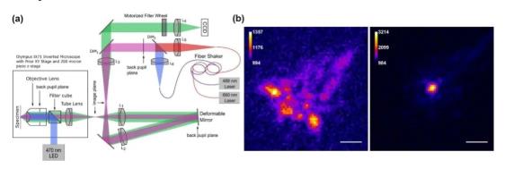 AO single molecule positioning microscope system and imaging comparison before and after AO correction