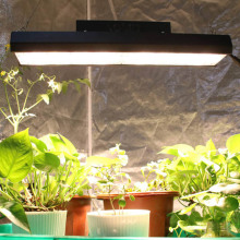Full Spectrum LED Grow Light for Microgreens