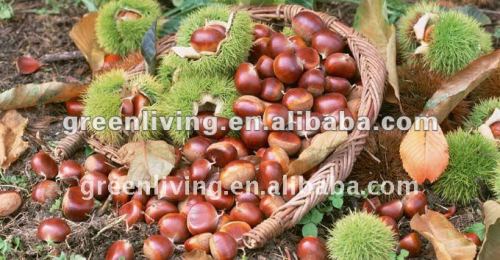 2012 fresh sweet chestnut supplier