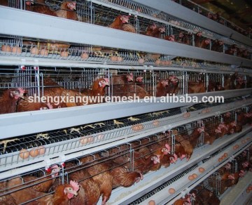 battery broiler chicken cage