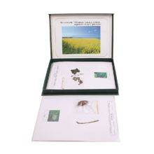 Specimen Plant Collection: Pine, Grape, Boxwood Trees & More - Embedded Specimens