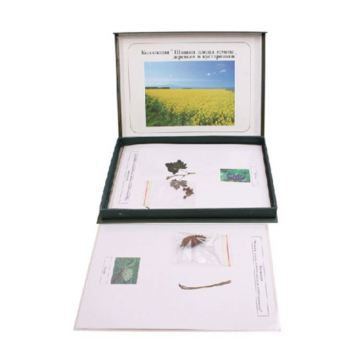 Specimen Plant Collection: Pine, Grape, Boxwood Trees & More - Embedded Specimens