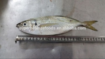 Frozen yellow tail scad fish 1-2