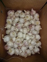 Best Normal White Galic 2020