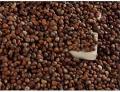 Perilla Seed Seed Top Quality