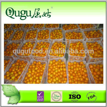 2014 New crop mandarin orange grower