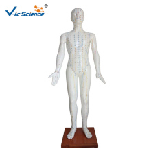 178CM Human Acupuncture Model