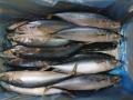 BQF Pacific Mackerel 100-200g 200-300g 300-500g