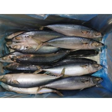 IQF BQF Pacific Mackerel 200-300G 300-500G Scomber Japonicus