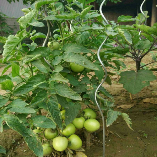 Pali a spirale per piante di pomodoro rivestite a potenza 7Mm