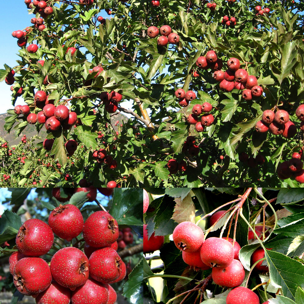 Freeze Dried Hawthorn Berry Chips for sale