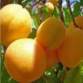 Gelée de jalapeno à l&#39;abricot frais