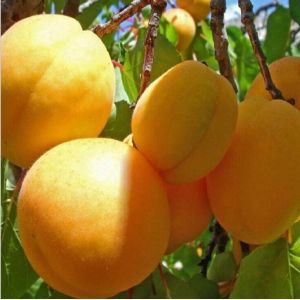 Frisches Aprikosen-Jalapeno-Gelee