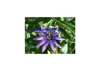 Passiflora Incarnata Exporters India