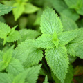 Nettle extract contains 1% sitosterol